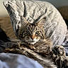Taoh participe au concours pour gagner de l'argent avec cette photo : cat, tabby, pet, feline, animal, indoor, bed, pillow, closeup, fur, whiskers, relaxed, cozy, sleepy, resting, domestic, cute, portrait, green_eyes, soft_light