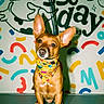 alert, animal, bandana, brown_dog, colorful_background, companion, cute, dog, ears, floor, friendly, indoor, leash, looking_at_camera, pet, playful, portrait, small_dog, standing, wall_art