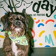Kia is registered to the contest to win money with this photo: animal, bandana, brown_dog, colorful_background, cute, dog, floor, furry, happy, indoor, leash, looking_at_camera, pet, portrait, scruffy, small_dog, spa, standing, text, white_chest