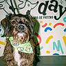 animal, bandana, brown_dog, colorful_background, cute, dog, floor, furry, happy, indoor, leash, looking_at_camera, pet, portrait, scruffy, small_dog, spa, standing, text, white_chest