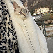 Arya participe au concours pour gagner de l'argent avec cette photo : cat, fluffy, jacket, white, outdoor, mountain, house, curious, cozy, fur, person, clothing, zipper, road, fence, daylight, animal, pet, portrait, soft