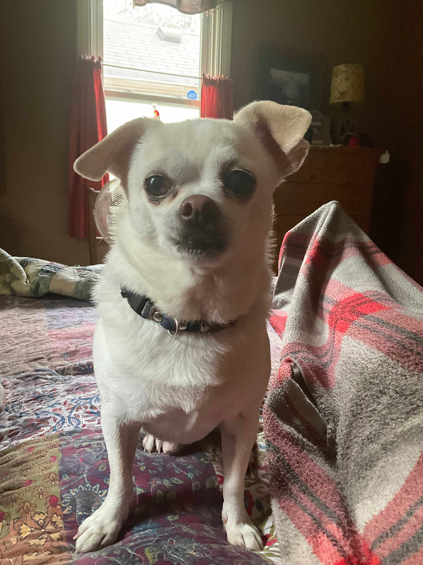 Toby Joe is registered to the contest to win money with this photo: dog, chihuahua, white_dog, pet, bed, blanket, quilt, indoor, window, curtains, collar, fur, paws, close_up, portrait, animal, eyes, dresser, lamp, cozy