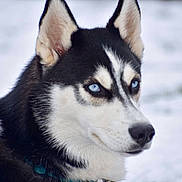 Axel joined the competition — help win amazing prizes! animal, attentive, blue_eyes, canine, close_up, collar, dog, ears, fur, gaze, husky, muzzle, outdoor, pet, portrait, siberian_husky, snow, whiskers, white_background, winter
