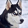 animal, attentive, blue_eyes, canine, close_up, collar, dog, ears, fur, gaze, husky, muzzle, outdoor, pet, portrait, siberian_husky, snow, whiskers, white_background, winter