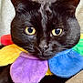 black_cat, cat, pet, animal, close_up, yellow_eyes, plush_flower_collar, colorful, cute, feline, portrait, indoor, soft_texture, whiskers, ears, fur, looking, domestic_cat, animal_face, cozy