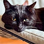 black_cat, cat, feline, pet, close_up, yellow_eyes, resting, cushion, texture, indoor, relaxed, animal, fur, whiskers, portrait, cozy, soft_focus, warm_lighting, laying_down, domestic_cat