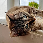 Saphyr participe au concours pour gagner de l'argent avec cette photo : cat, blue_eyes, whiskers, fur, close_up, window, indoor, pet, animal, relaxed, curious, lying_down, face, portrait, domestic_cat, natural_light, detail, soft_background, green_plant