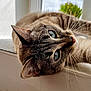 cat, blue_eyes, whiskers, fur, close_up, window, indoor, pet, animal, relaxed, curious, lying_down, face, portrait, domestic_cat, natural_light, detail, soft_background, green_plant