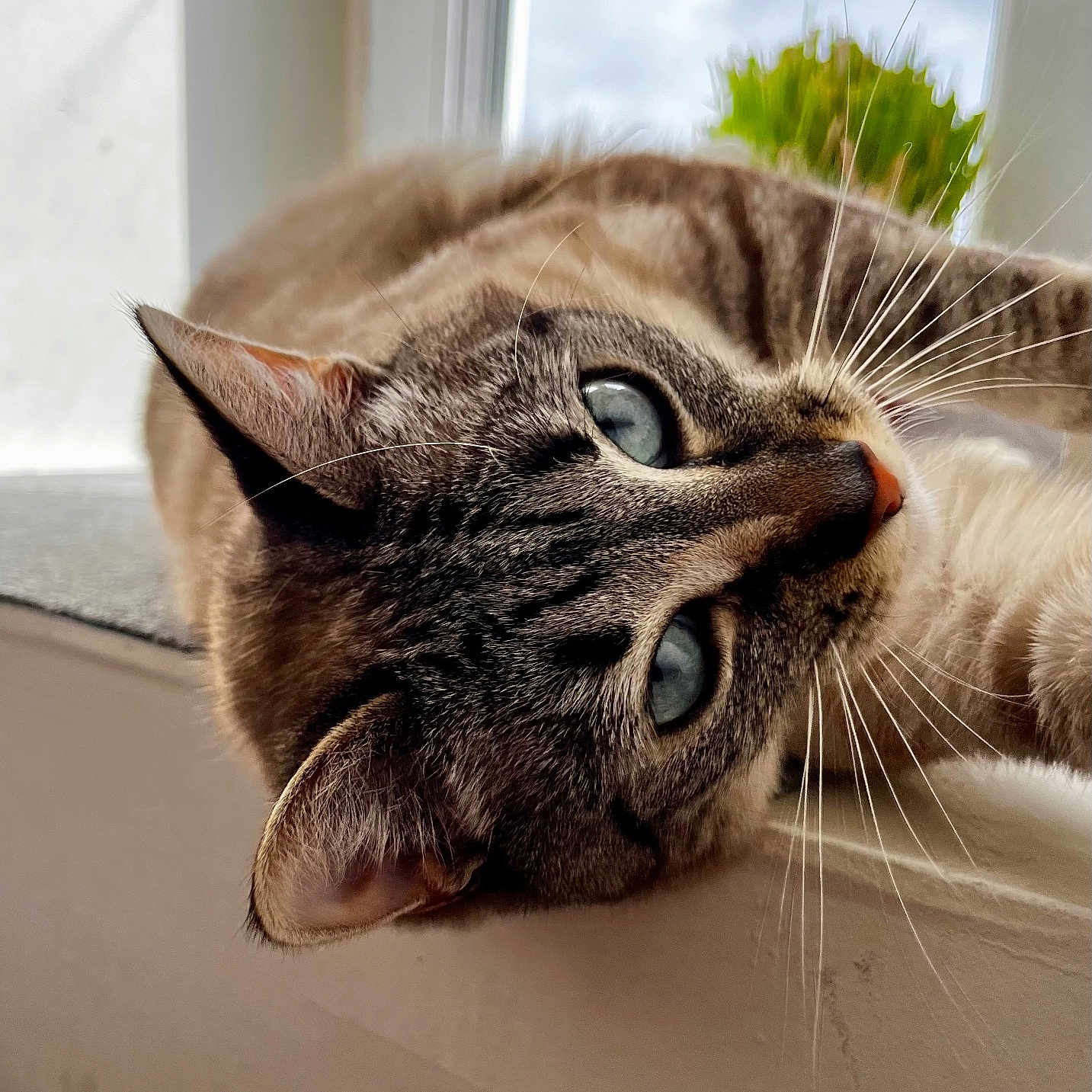 Saphyr participe au concours pour gagner de l'argent avec cette photo : animal, blue_eyes, cat, close_up, curious, detail, domestic_cat, face, fur, green_plant, indoor, lying_down, natural_light, pet, portrait, relaxed, soft_background, whiskers, window
