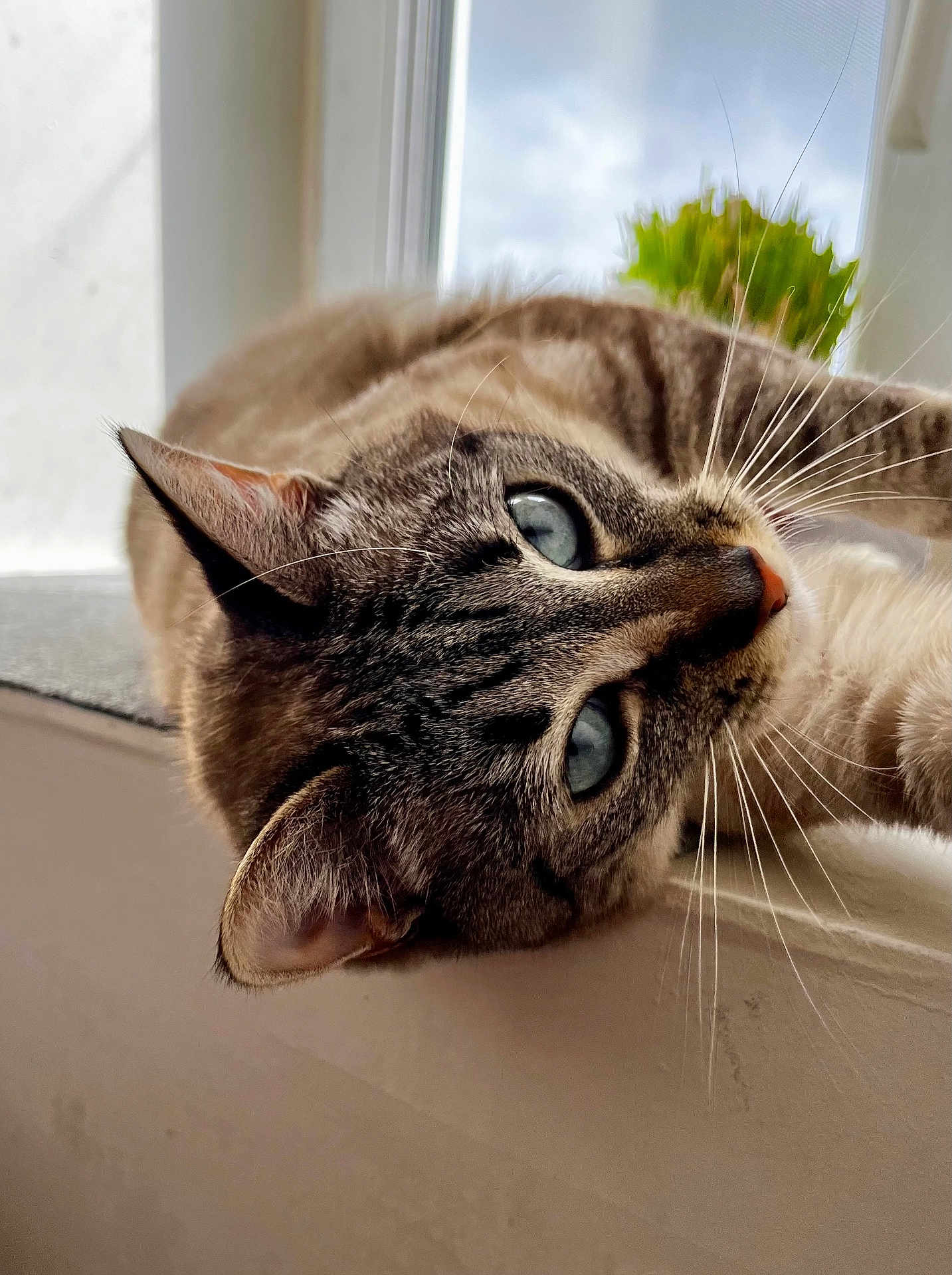 Saphyr participe au concours pour gagner de l'argent avec cette photo : cat, blue_eyes, whiskers, fur, close_up, window, indoor, pet, animal, relaxed, curious, lying_down, face, portrait, domestic_cat, natural_light, detail, soft_background, green_plant