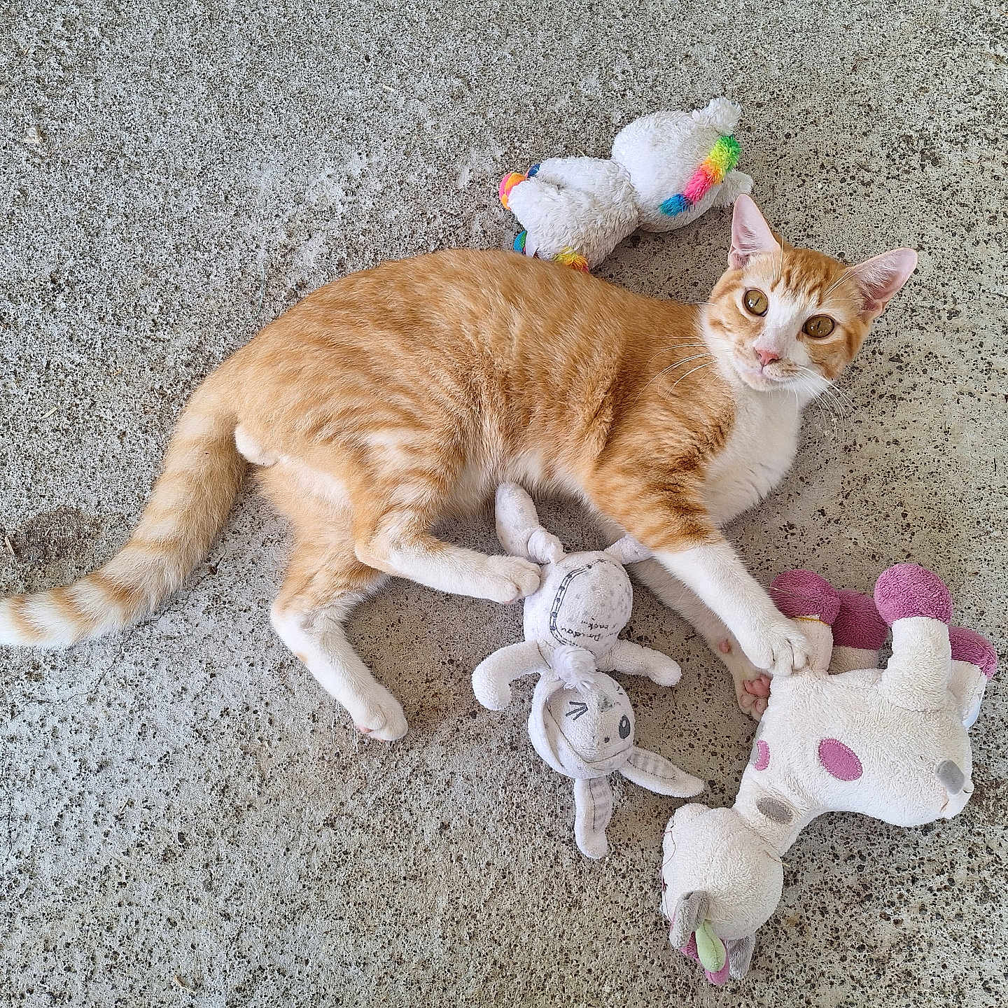 Popcorn a rejoint le concours — aidez-le/la à gagner de superbes lots ! abyssinian, accessories, animal, applique, cat, couch, cushion, furniture, homedecor, kitten, manx, pattern, person, pet, plush, siamese, sleeping, strap, toy, wood