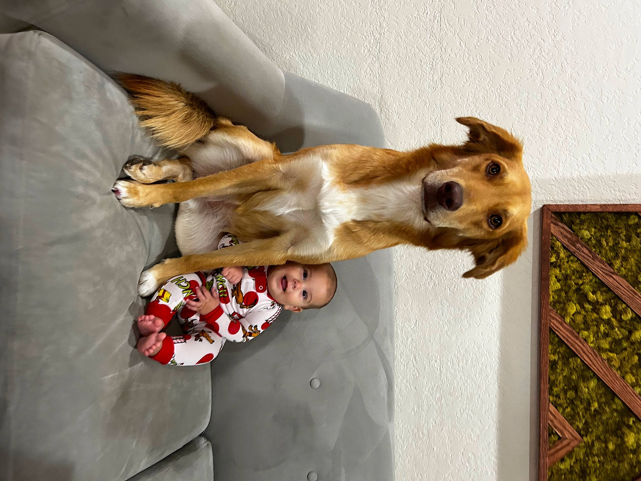 Makynzi joined the competition — help win amazing prizes! canidae, carnivore, chihuahua, comfort, companion_dog, corgi_chihuahua, couch, dog, dog_breed, fawn, fur, joy, linens, person, puppy, sporting_group, tail, toy_dog