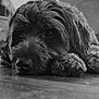 Max is registered to the contest to win money with this photo: dog, black_and_white, close_up, lying_down, floor, paws, fur, pet, canine, portrait, indoors, cozy, resting, animal, cute, mammal, companion, relaxed, home, soft_light
