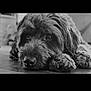 Max is registered to the contest to win money with this photo: dog, black_and_white, close_up, fluffy, lying_down, paws, portrait, animal, pet, indoors, calm, thoughtful, fur, face, snout, relaxed, cute, companion, mammal, domestic