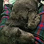 animal, blanket, casual, comfort, cozy, curled_up, dog, fabric, fur, home, human_leg, indoors, lap, pet, plaid_pajamas, relaxation, resting, sleeping, sock, soft