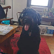 Max joined the competition — help win amazing prizes! dog, black_dog, glasses, indoor, carpet, table, chair, papers, window, plant, living_room, tongue_out, collar, tag, furniture, home, pet, happy, sitting, floor