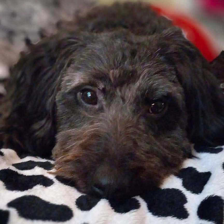 Max joined the competition — help win amazing prizes! animal, black_and_white, blanket, calm, close_up, comfort, cozy, curly_hair, cute, dog, face, fur, home, indoor, looking_at_camera, lying_down, pet, relaxed, resting, soft_texture