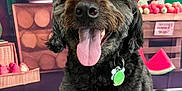 Max is registered to the contest to win money with this photo: dog, tongue_out, indoor, pet, black_dog, grey_dog, collar, tag, happy, smiling, closeup, sitting, floor, background, fruit, vegetables, market, colorful, cute, animal