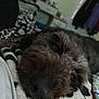Max is registered to the contest to win money with this photo: animal, bedroom, black_nose, blanket, calm, close_up, comfort, cozy, dog, fur, home, indoor, napping, peaceful, pet, relaxing, resting, sleeping, soft_focus, texture