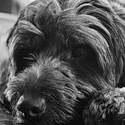 Mad Max joined the competition — help win amazing prizes! dog, black_and_white, close_up, lying_down, floor, fur, pet, canine, portrait, indoors, resting, animal, muzzle, whiskers, snout, texture, sleepy, calm, soft_focus, companion