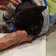 Miss Mermaid is registered to the contest to win money with this photo: cat, black_cat, towel, hand, human_hand, wrapping, resting, whiskers, indoor, comfort, petting, feline, closeup, table, fabric, skin, care, gentle, domestic, relaxation