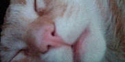 Garfield is registered to the contest to win money with this photo: cat, orange_cat, sleeping, close_up, pet, feline, whiskers, nose, face, fur, domestic_animal, relaxed, cute, animal, mammal, indoor, resting, soft, closeup, blurred