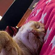 Garfield is registered to the contest to win money with this photo: cat, sleeping, orange_tabby, fur, whiskers, pink_blanket, pattern, indoors, nap, cozy, relaxed, closeup, pet, animal, cute, feline, resting, warm, comfort, soft