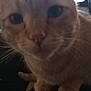 Garfield is registered to the contest to win money with this photo: cat, orange_tabby, close_up, pet, animal, feline, whiskers, ears, paws, curious, indoor, blurred, face, fur, window, light, background, domestic_animal, cute, close