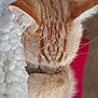 Garfield joined the competition — help win amazing prizes! cat, orange_cat, sleeping, curled_up, paw, fluffy_blanket, cozy, fur, pet, domestic_cat, resting, cute, animal, indoor, feline, closeup, soft_texture, relaxation, warm, peaceful