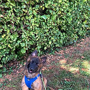 Archibald a rejoint le concours — aidez-le/la à gagner de superbes lots ! puppy, dog, german_shepherd, blue_harness, leash, grass, greenery, hedge, outdoor, pet, animal, cute, sitting, young_dog, nature, leafy_background, canine, fur, ears_up, playful
