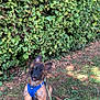 puppy, dog, german_shepherd, blue_harness, leash, grass, greenery, hedge, outdoor, pet, animal, cute, sitting, young_dog, nature, leafy_background, canine, fur, ears_up, playful