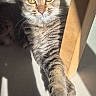 cat, tabby_cat, feline, pet, animal, portrait, sunlight, sunbeam, indoor, doorway, wood, floor, shadow, striped_fur, golden_eyes, whiskers, paws, lying_down, relaxed, closeup