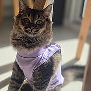 Blue a rejoint le concours — aidez-le/la à gagner de superbes lots ! cat, tabby_cat, pet, animal, lavender_clothing, shirt, sitting, portrait, indoor, sunlight, chair, wooden_furniture, floor, shadow, fur, whiskers, ears, eyes, collar, photography