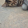 cat, tabby_cat, pet, animal, feline, lying_down, sideways, wide_eyed, green_eyes, striped_fur, whiskers, ears, nose, carpet, floor, chair, wheel, indoor, sunlight, portrait