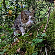 Pépito a rejoint le concours — aidez-le/la à gagner de superbes lots ! cat, tabby, animal, pet, forest, woodland, moss, greenery, foliage, branches, twigs, leaves, nature, outdoors, wildlife, crouching, portrait, whiskers, striped_fur, close_up