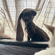 Madeline is registered to the contest to win money with this photo: alert, animal, black_dog, companion, couch, cozy, curtain, cute, dog, fabric, fur, furniture, home, indoor, pet, portrait, puppy, small_dog, white_dog, window