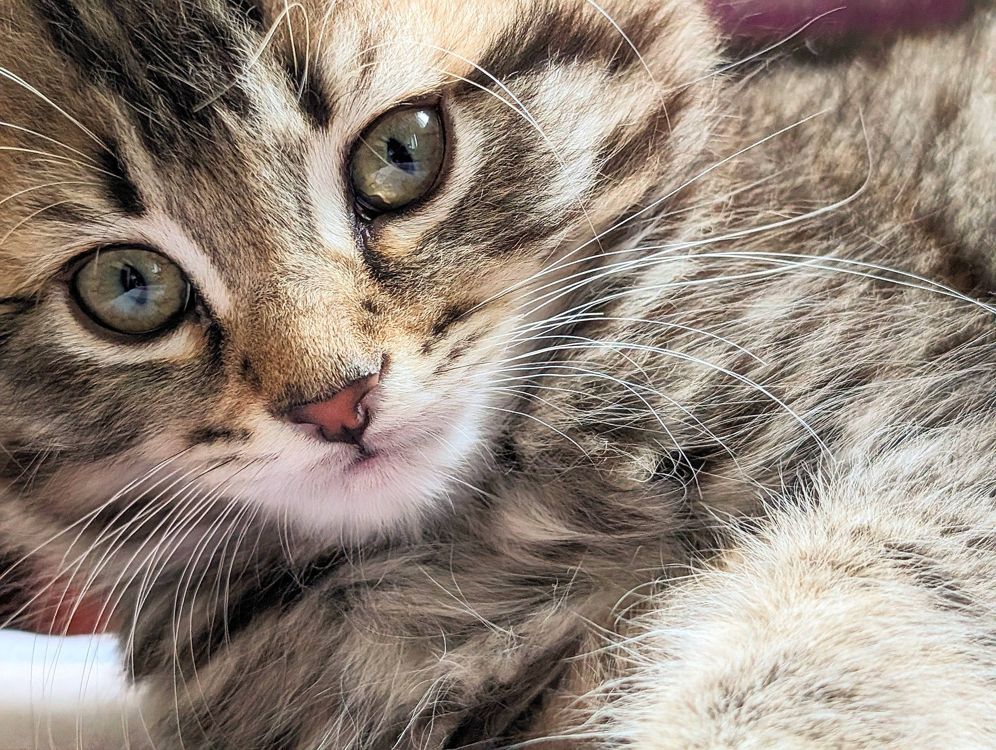 Franklin joined the competition — help win amazing prizes! carnivore, cat, claw, close_up, curious, domestic_short_haired_cat, felidae, fur, iris, paw, small_to_medium_sized_cats, snout, terrestrial_animal, whiskers, wildlife