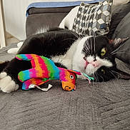 Panthera a rejoint le concours — aidez-le/la à gagner de superbes lots ! cat, black_and_white, toy, stuffed_animal, colorful, striped, blanket, indoor, pet, relaxed, lying_down, green_eyes, whiskers, couch, home, cozy, playful, fur, close_up, cute