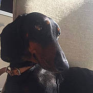 Sophie participe au concours pour gagner de l'argent avec cette photo : accessories, animal, armchair, canine, chair, collar, couch, cushion, dog, furniture, homedecor, hound, indoors, labradorretriever, linen, person, pet, puppy, sleeping, snout