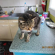 Chado a rejoint le concours — aidez-le/la à gagner de superbes lots !