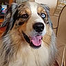 dog, australian_shepherd, heterochromia, brown_eye, blue_eye, tongue_out, fluffy_fur, pet, indoor, living_room, couch, pillow, happy, close_up, portrait, canine, animal, friendly, cute, smiling