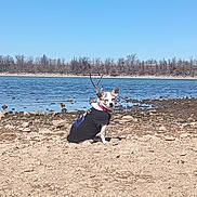 Gigi is registered to the contest to win money with this photo: dog, beach, rocks, water, lake, sky, outdoor, animal, pet, canine, shirt, collar, nature, calm, daytime, sitting, small_dog, scenic, blue_sky, stick_antlers