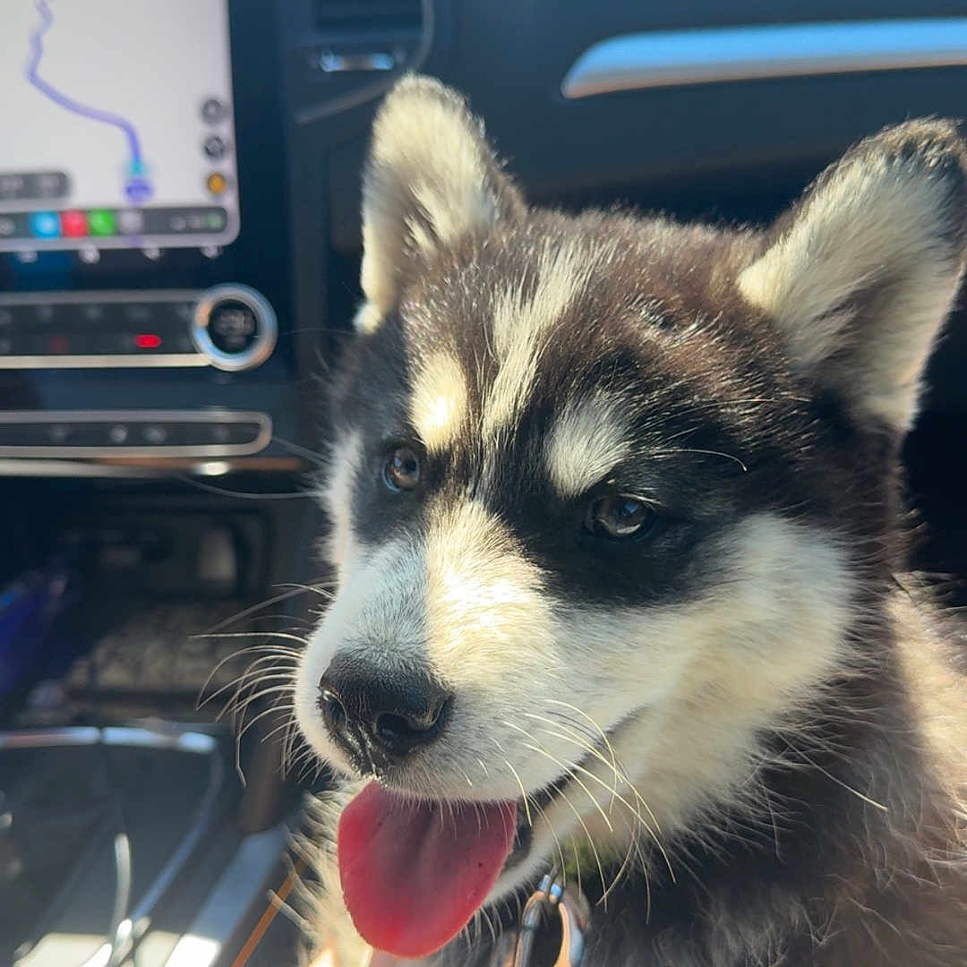 Atchi a rejoint le concours — aidez-le/la à gagner de superbes lots ! animal, black_and_white_fur, car_interior, close_up, collar, cute, dashboard, dog, hand, happy, husky, leash, navigation_screen, pet, pet_accessory, puppy, seat, sunlight, tongue_out, travel