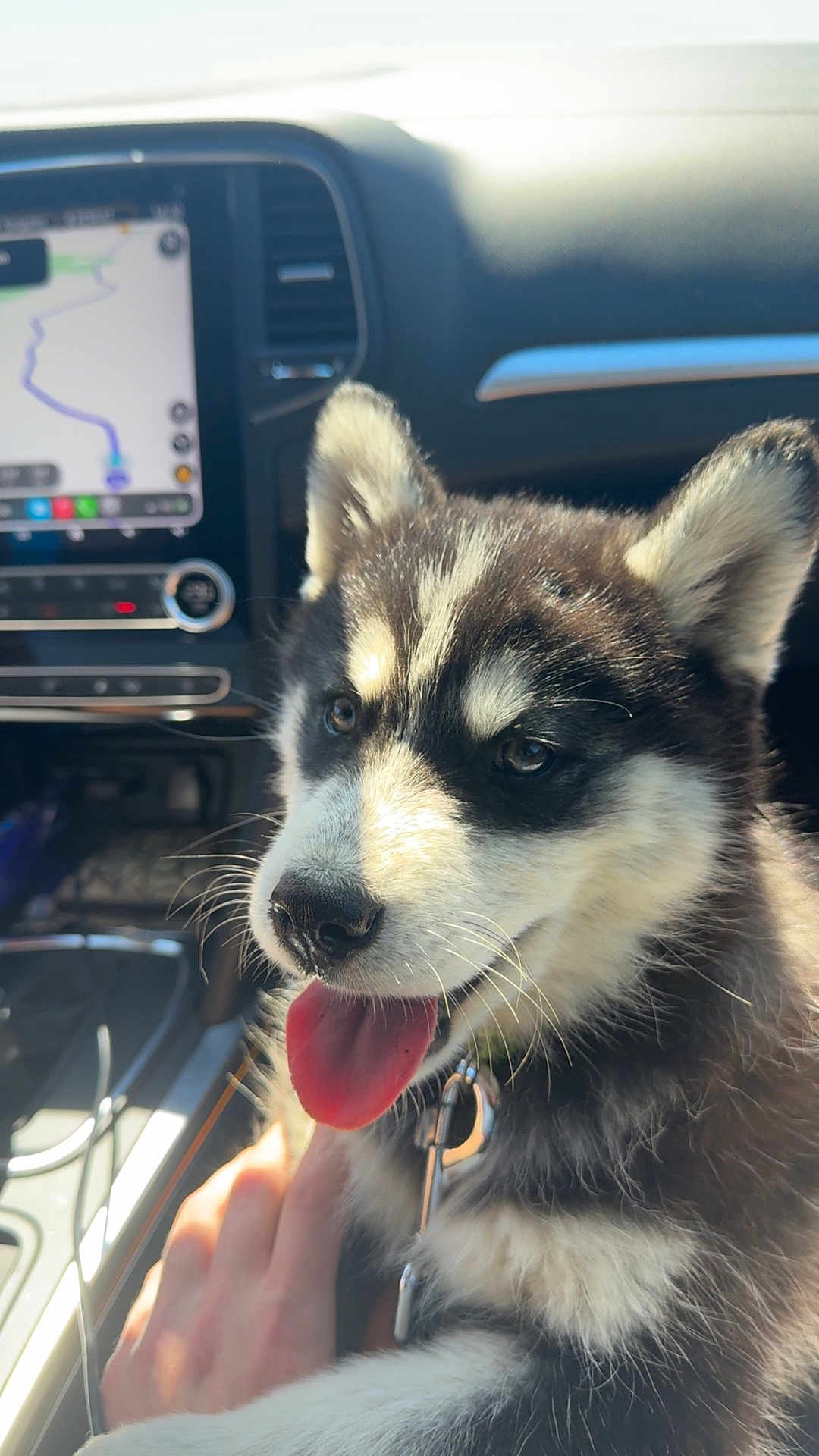 Atchi a rejoint le concours — aidez-le/la à gagner de superbes lots ! puppy, dog, husky, car_interior, tongue_out, pet, hand, sunlight, collar, dashboard, navigation_screen, black_and_white_fur, cute, close_up, pet_accessory, seat, leash, happy, animal, travel