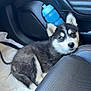 Atchi a rejoint le concours — aidez-le/la à gagner de superbes lots ! husky, puppy, dog, car_interior, water_bottle, black_and_white_fur, curious_look, leather_seat, door_handle, floor_mat, pet, animal, indoor, young_dog, sitting, resting, cute, fur, car_door, vehicle