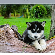 Atchi participe au concours pour gagner de l'argent avec cette photo : puppy, husky, dog, animal, outdoor, nature, tree_stump, grass, greenery, park, cute, pet, young, fur, playground, background, resting, canine, mammal, summer