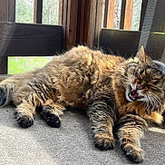 Lucky is registered to the contest to win money with this photo: animal, carpet, cat, daylight, feline, fluffy, lounging, mesh_screen, nature, outdoor, paws, pet, porch, relaxing, sleepy, sunlight, tabby, whiskers, wooden_railings, yawning