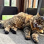 animal, carpet, cat, daylight, feline, fluffy, lounging, mesh_screen, nature, outdoor, paws, pet, porch, relaxing, sleepy, sunlight, tabby, whiskers, wooden_railings, yawning