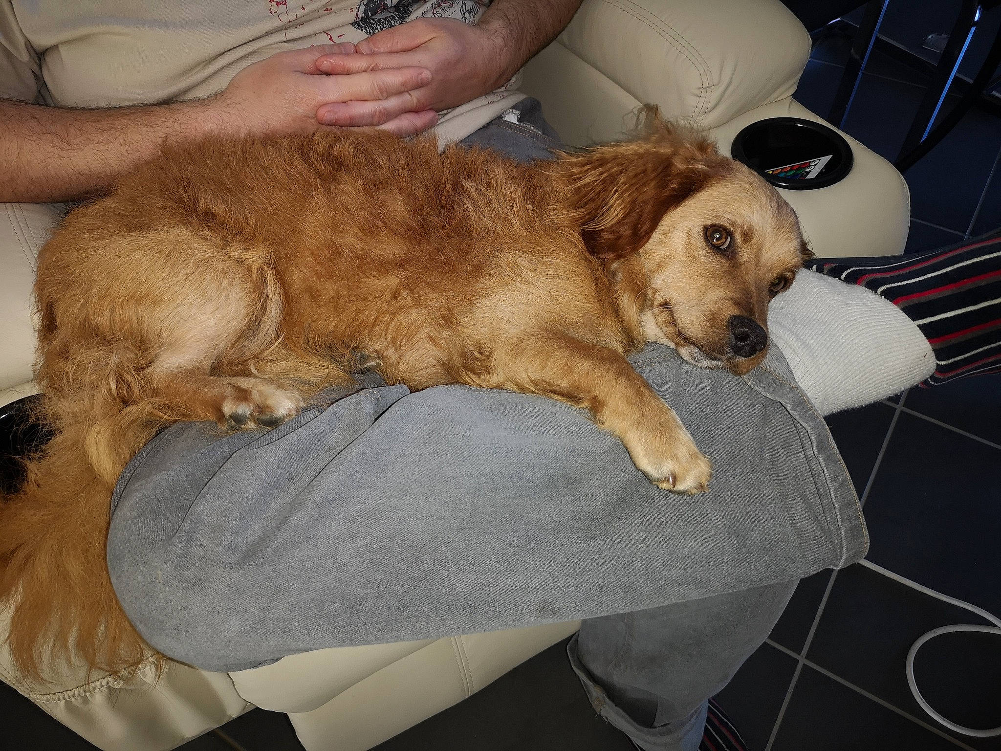 Malo participe au concours pour gagner de l'argent avec cette photo : canidae, carnivore, chair, comfort, companion_dog, dog, dog_breed, fawn, fur, kitchen_appliance, lap, mechanical_fan, paw, puppy_love, retriever, snout, spaniel, sporting_group, toy, working_animal