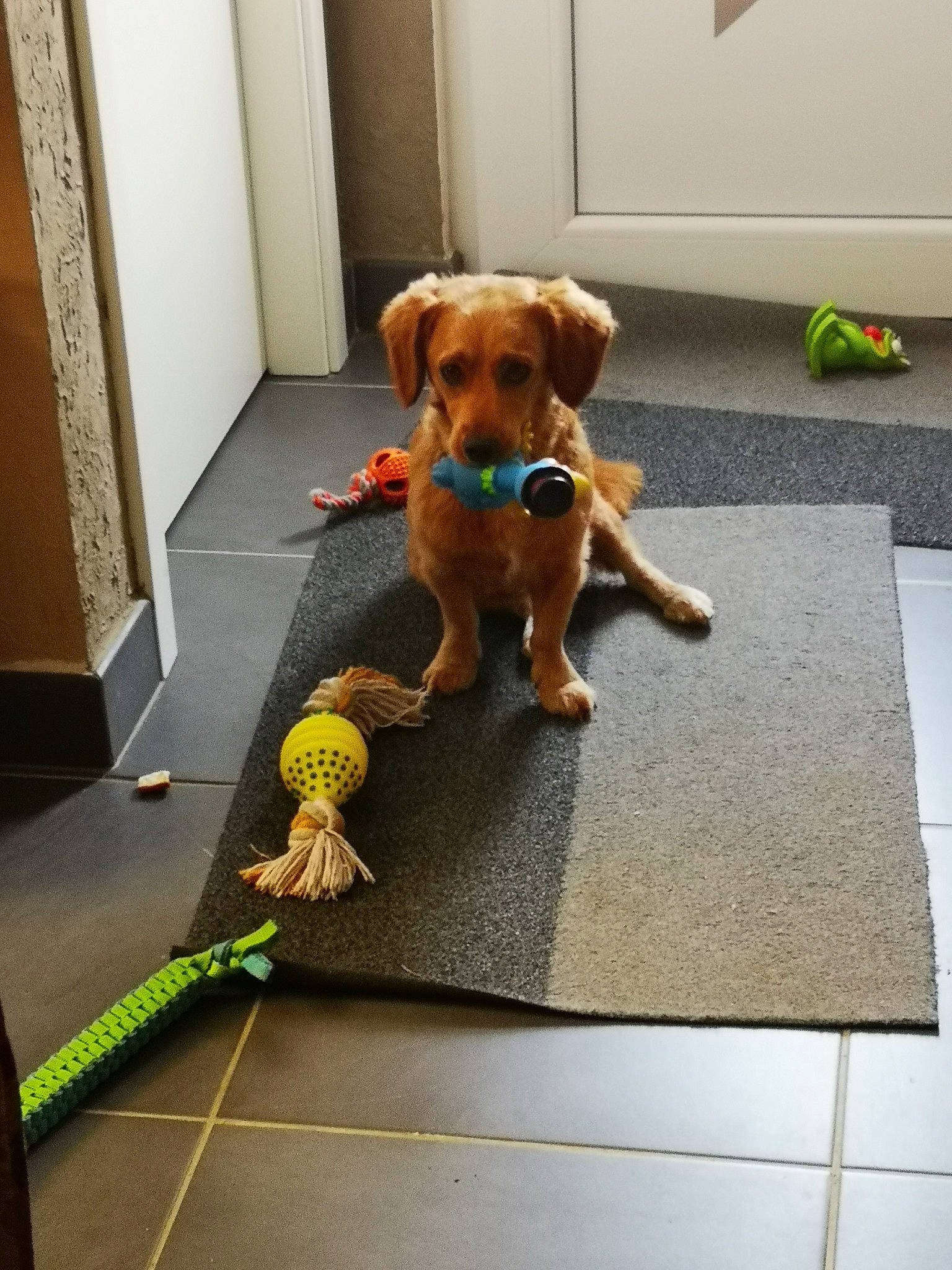 Malo participe au concours pour gagner de l'argent avec cette photo : ball, carnivore, collar, companion_dog, dog, dog_breed, dog_supply, door, fawn, floor, flooring, hardwood, leash, pet_supply, snout, tail, tennis_ball, toy, wood, working_animal